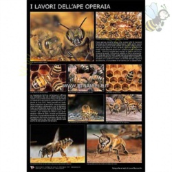 Poster Fotografico "I lavori dell`ape operaia" di Luca Mazzocchi