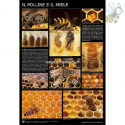 Apri scheda prodotto: Poster Fotografico "Il polline e il miele" di Luca Mazzocchi