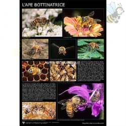 Apri scheda prodotto: Poster Fotografico "L`ape bottinatrice" di Luca Mazzocchi