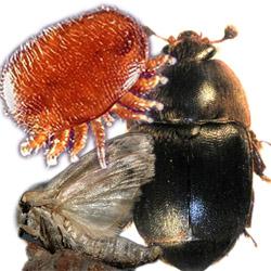 Lotta alla Varroa - Antiparassitari AVVERTENZA IMPORTANTE
I prodotti autorizzati in Italia per il trattamento contro la varroa e da noi commercializzati sono:
API LIFE VAR - APIGUARD - APISTAN - API BIOXAL - APIVAR. Ai sensi dell`art. 90 del D. legislativo n. 193/06, essendo antiparassitari ad uso esterno senza ricetta medico veterinaria la loro vendita è libera e non è riservata esclusivamente alle farmacie Lotta alla Varroa - Antiparassitari