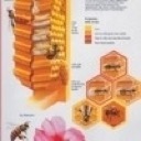 Libri, poster, DVD e materiale didattico per cominciare l`attività di apicoltore o per approfondire la disciplina dell`apicoltura.